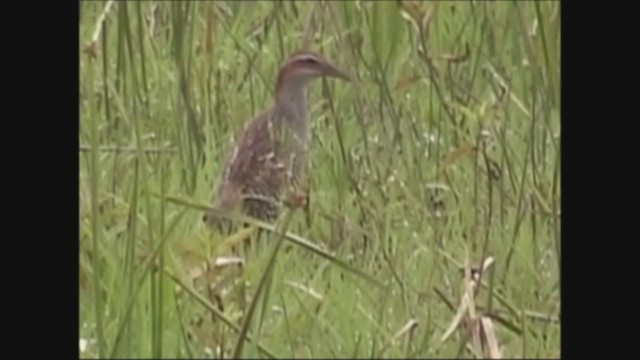 Buff-banded Rail - ML251360351