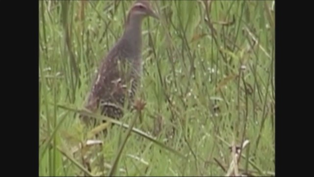 Buff-banded Rail - ML251360521