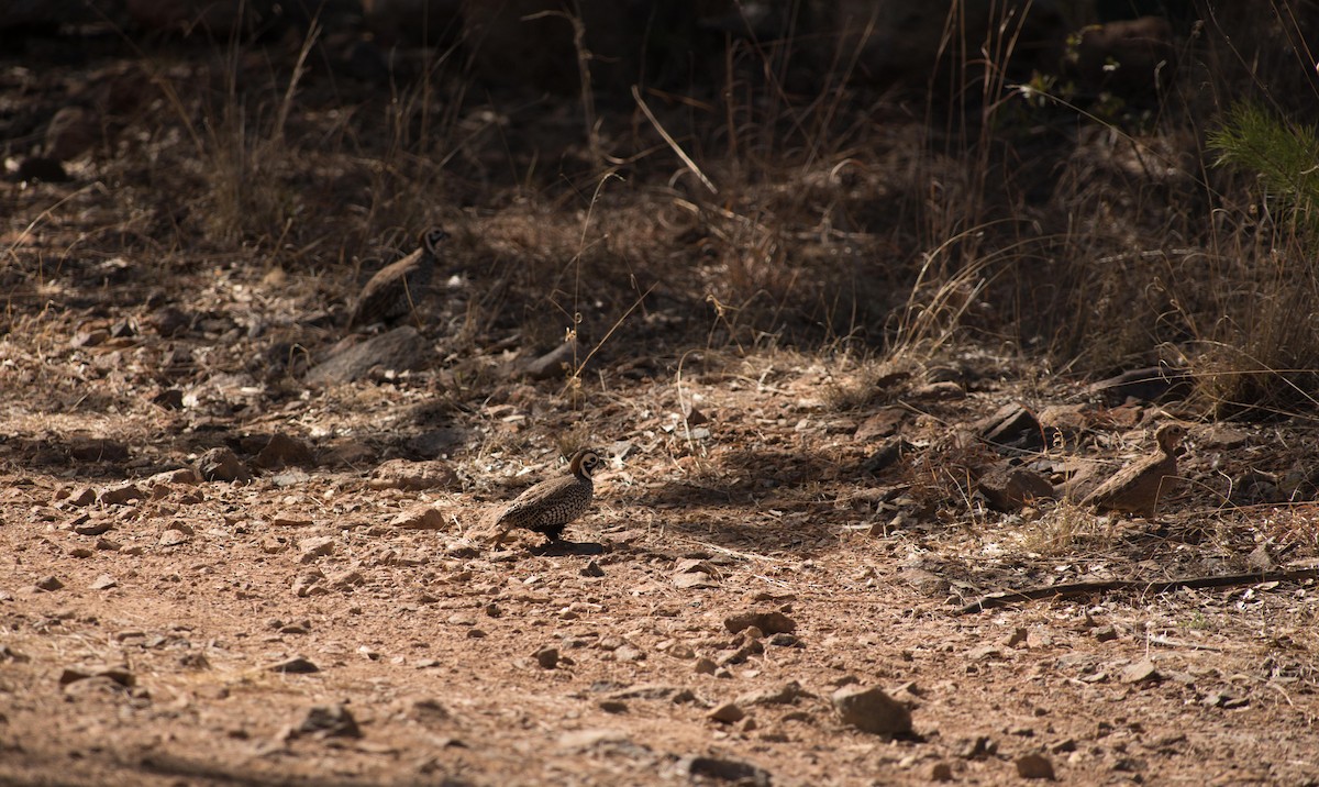 Montezuma Quail - ML25136091