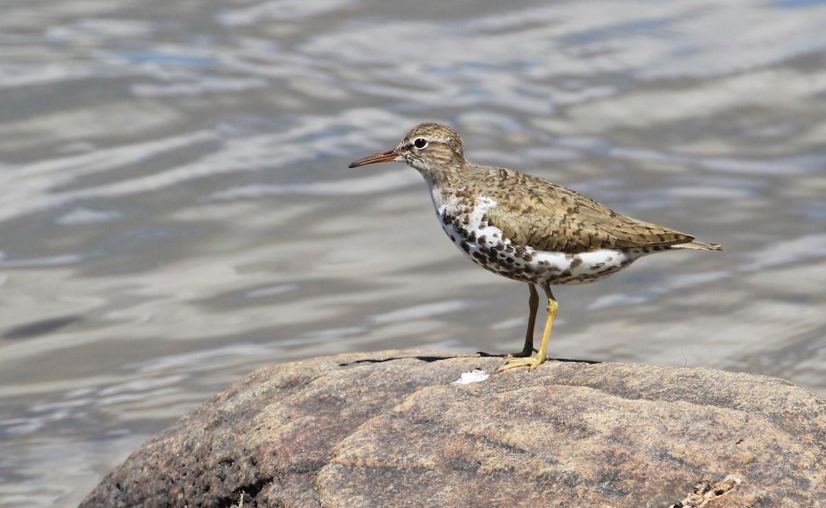 Spotted Sandpiper - Diane St-Jacques