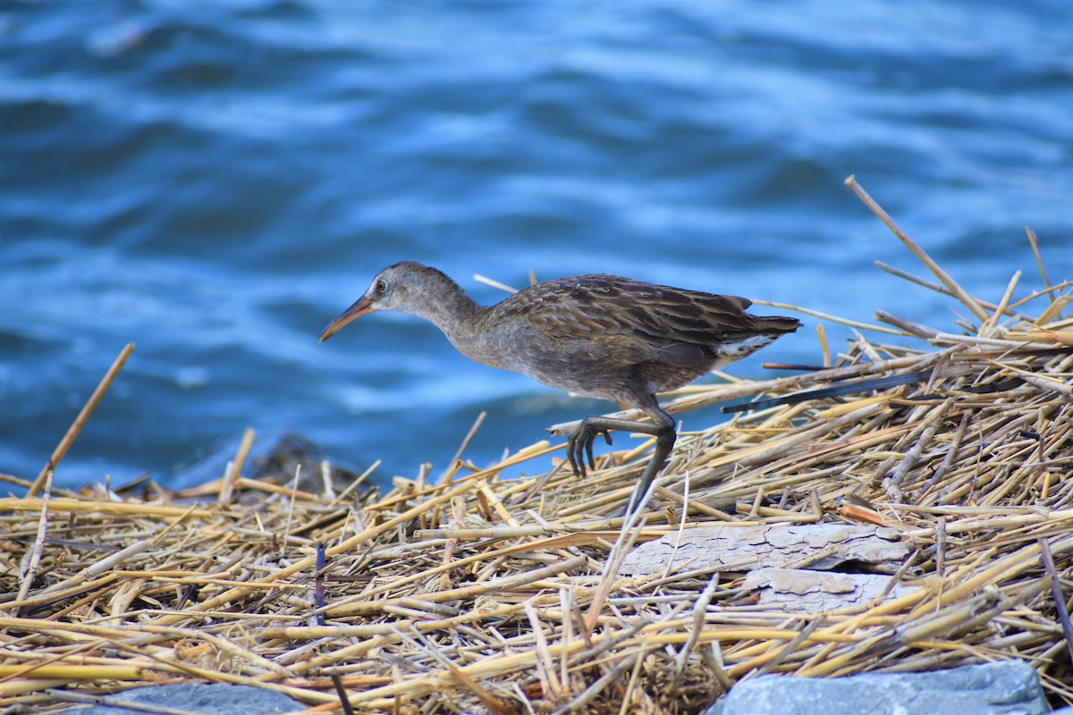 Clapper Rail - ML251361811