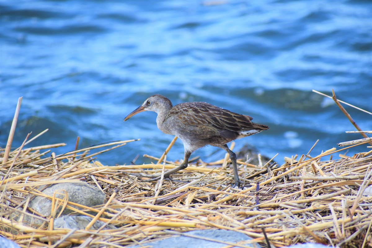 Clapper Rail - ML251361831