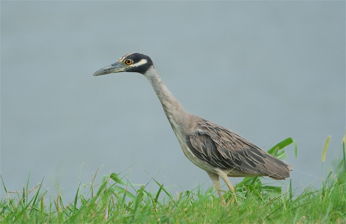 Yellow-crowned Night Heron - Harlan Stewart