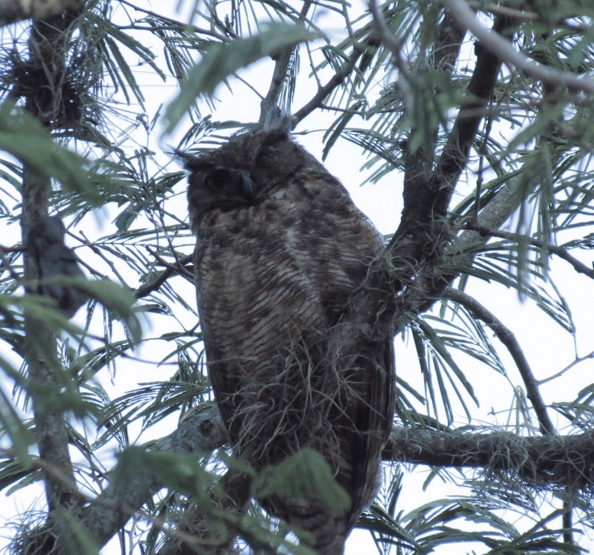 Great Horned Owl - ML251362431