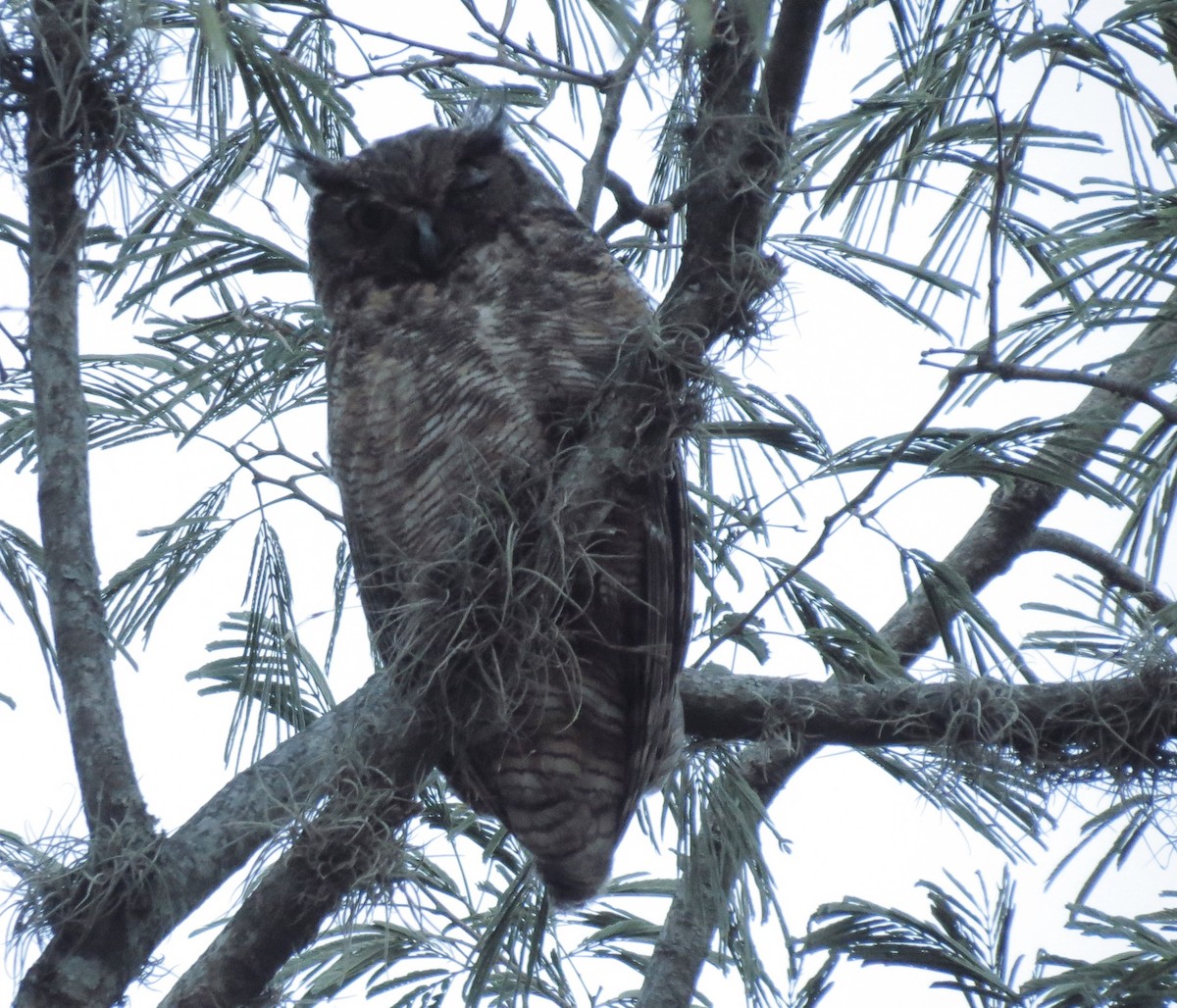 Great Horned Owl - ML251362441