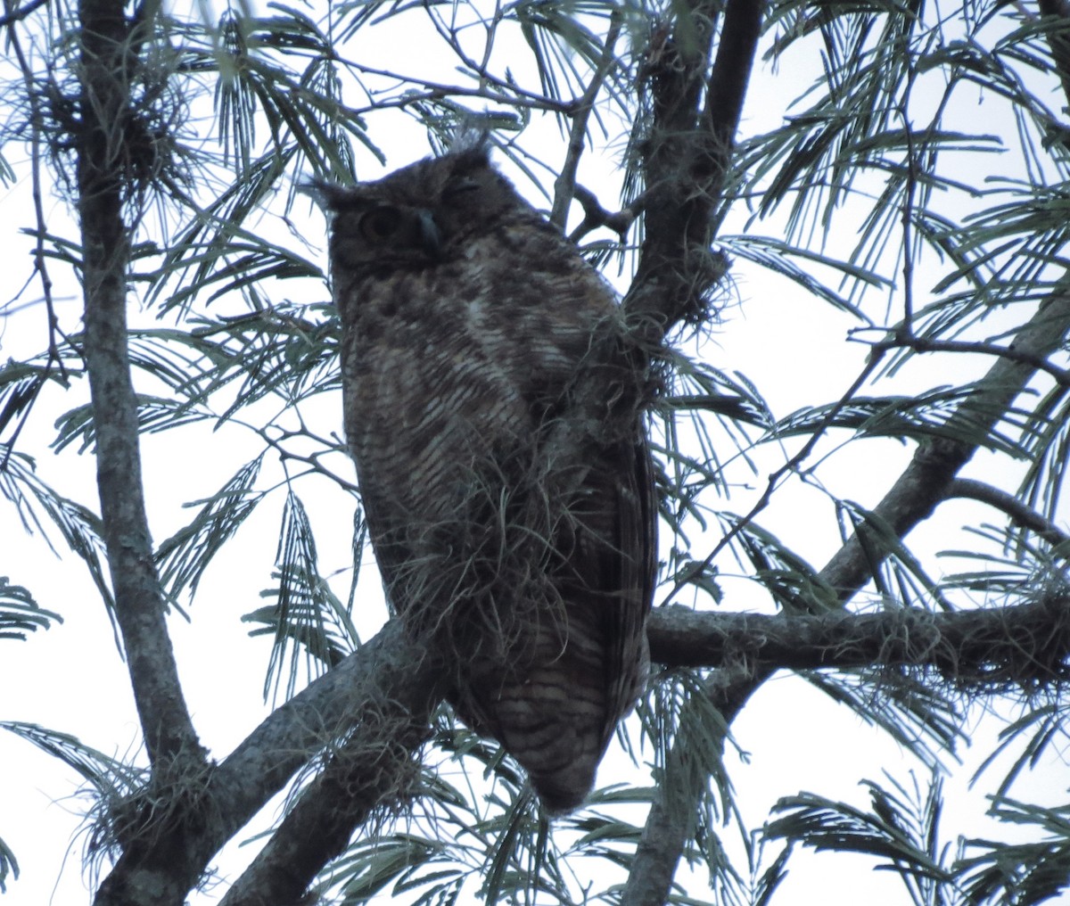 Great Horned Owl - ML251362511