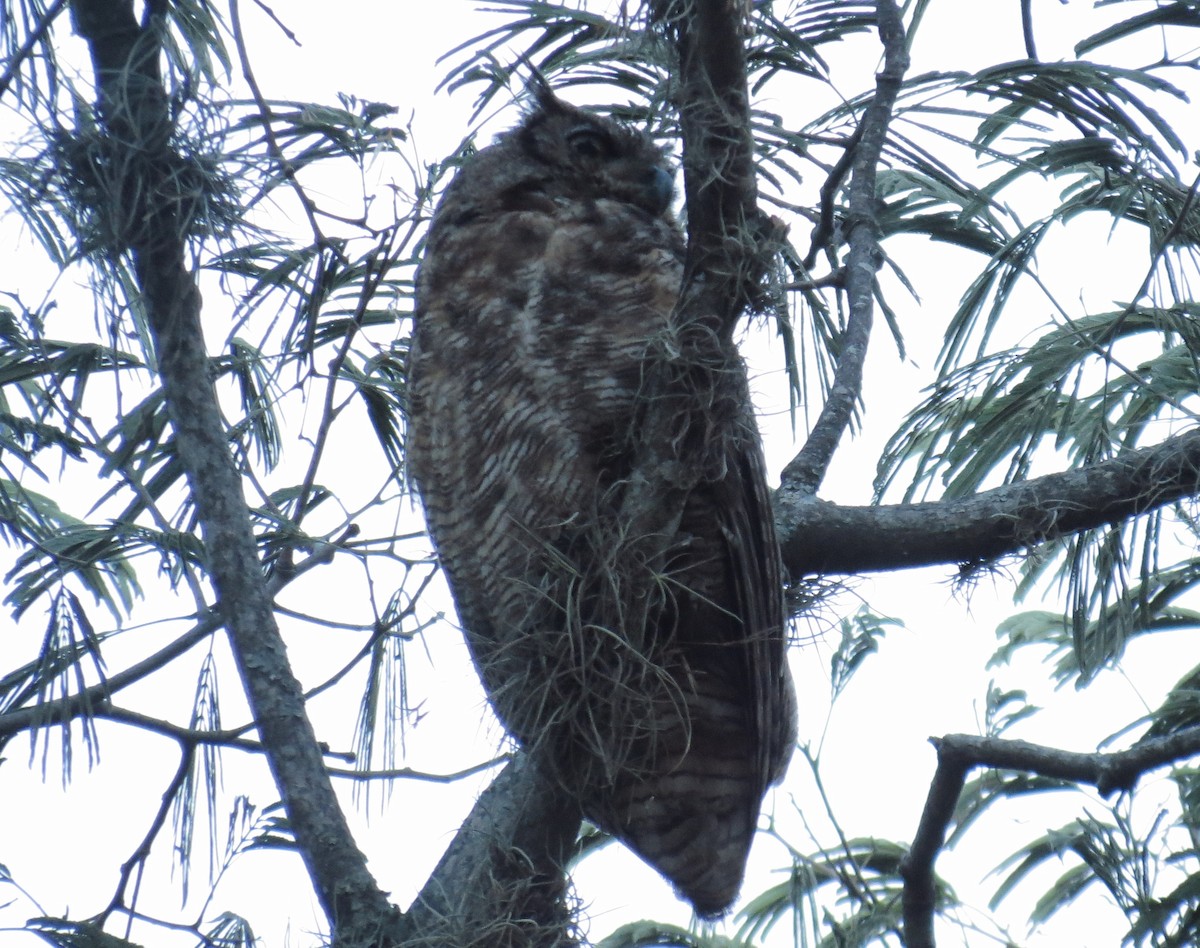 Great Horned Owl - ML251362531