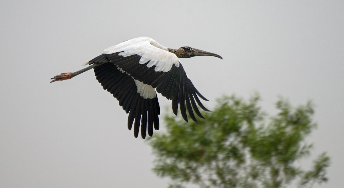 Wood Stork - Alison Davies