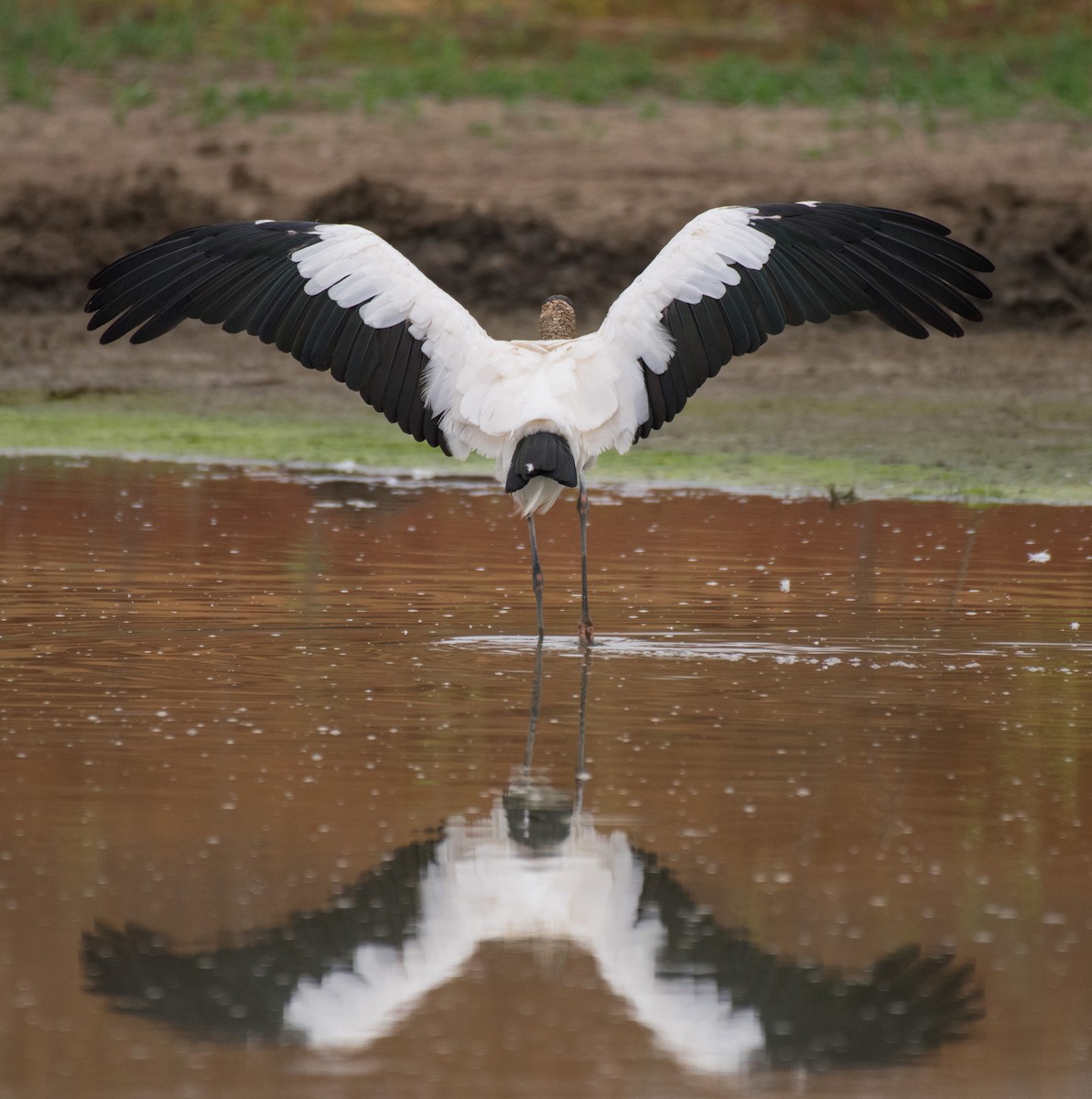 Wood Stork - Alison Davies