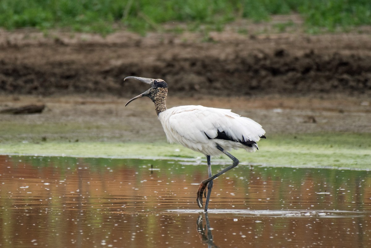 Wood Stork - Alison Davies