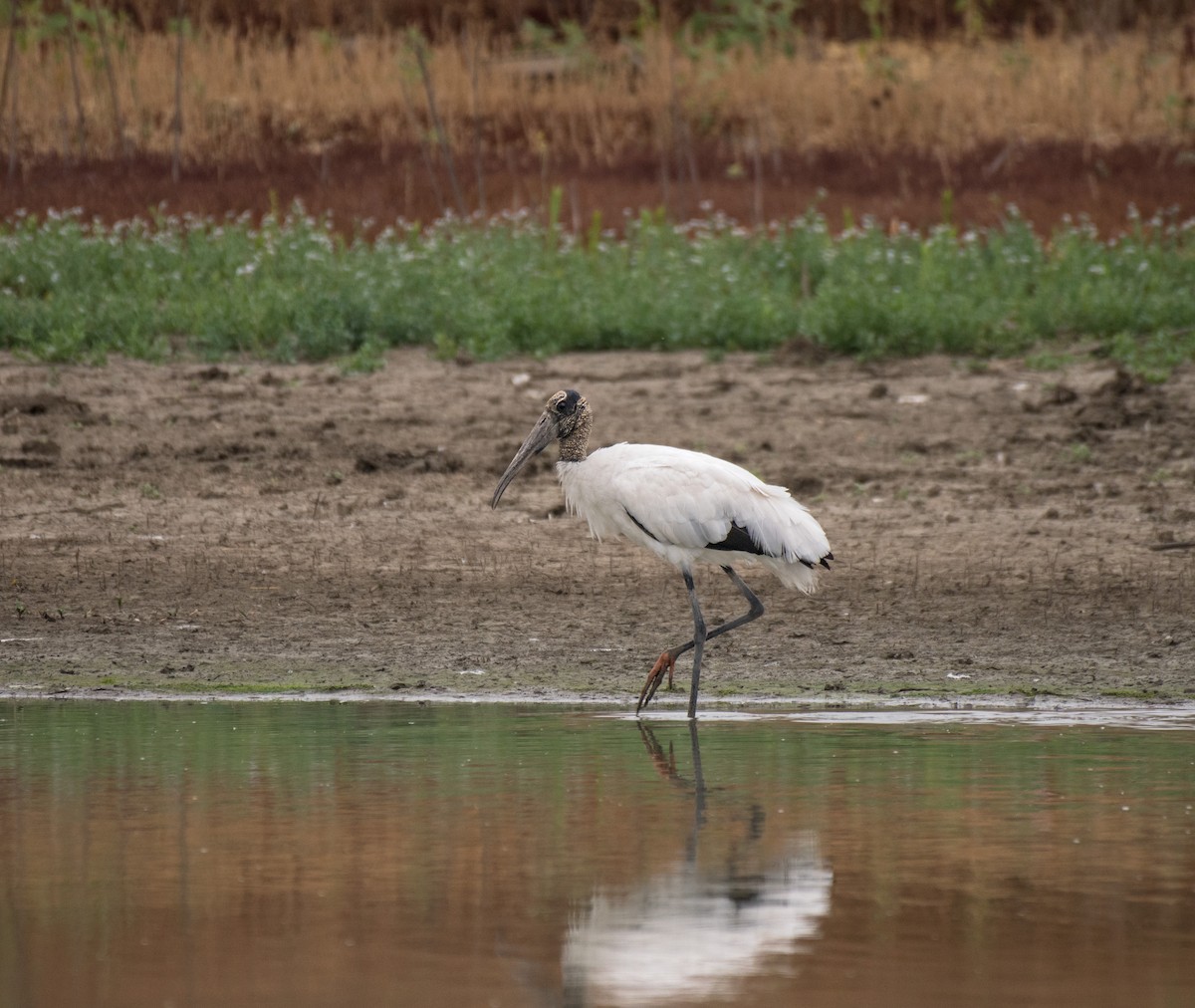 Wood Stork - Alison Davies