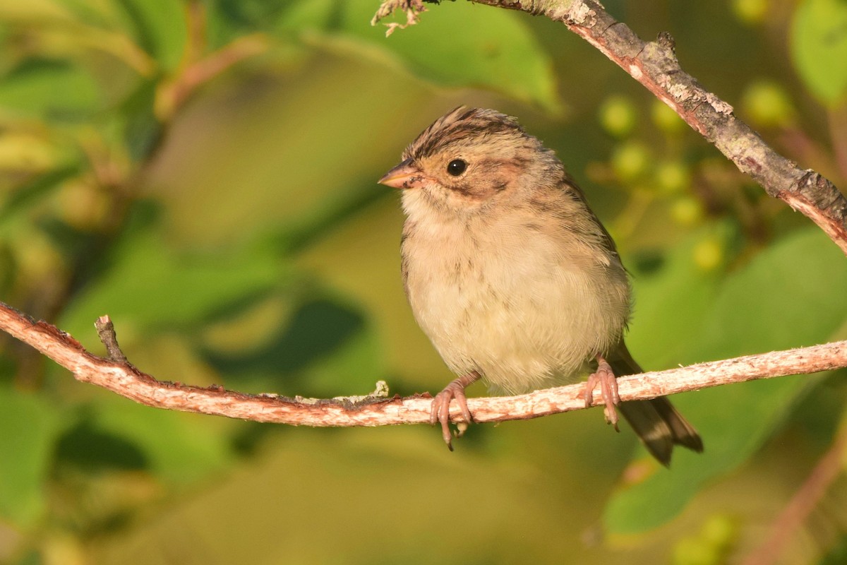 Clay-colored Sparrow - Ben  Lucking