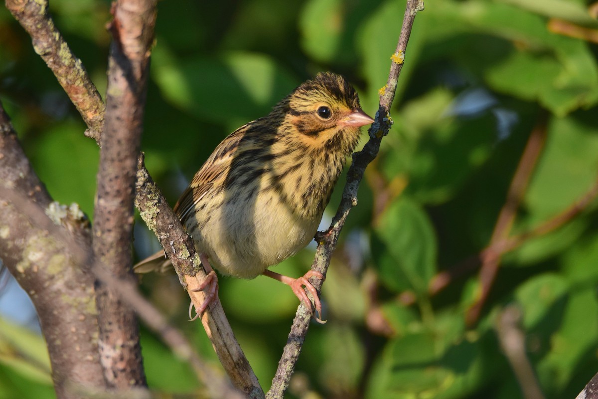 Savannah Sparrow - ML251365201