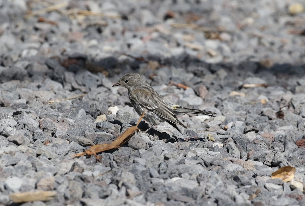 Pine Siskin - ML251365341