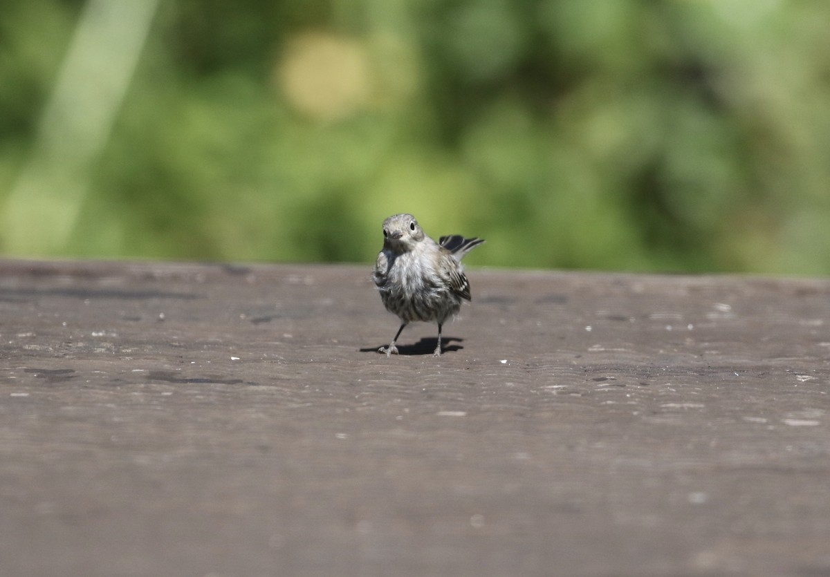 Pine Siskin - ML251365351