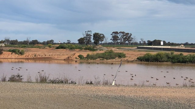 Plumed Whistling-Duck - ML251367381