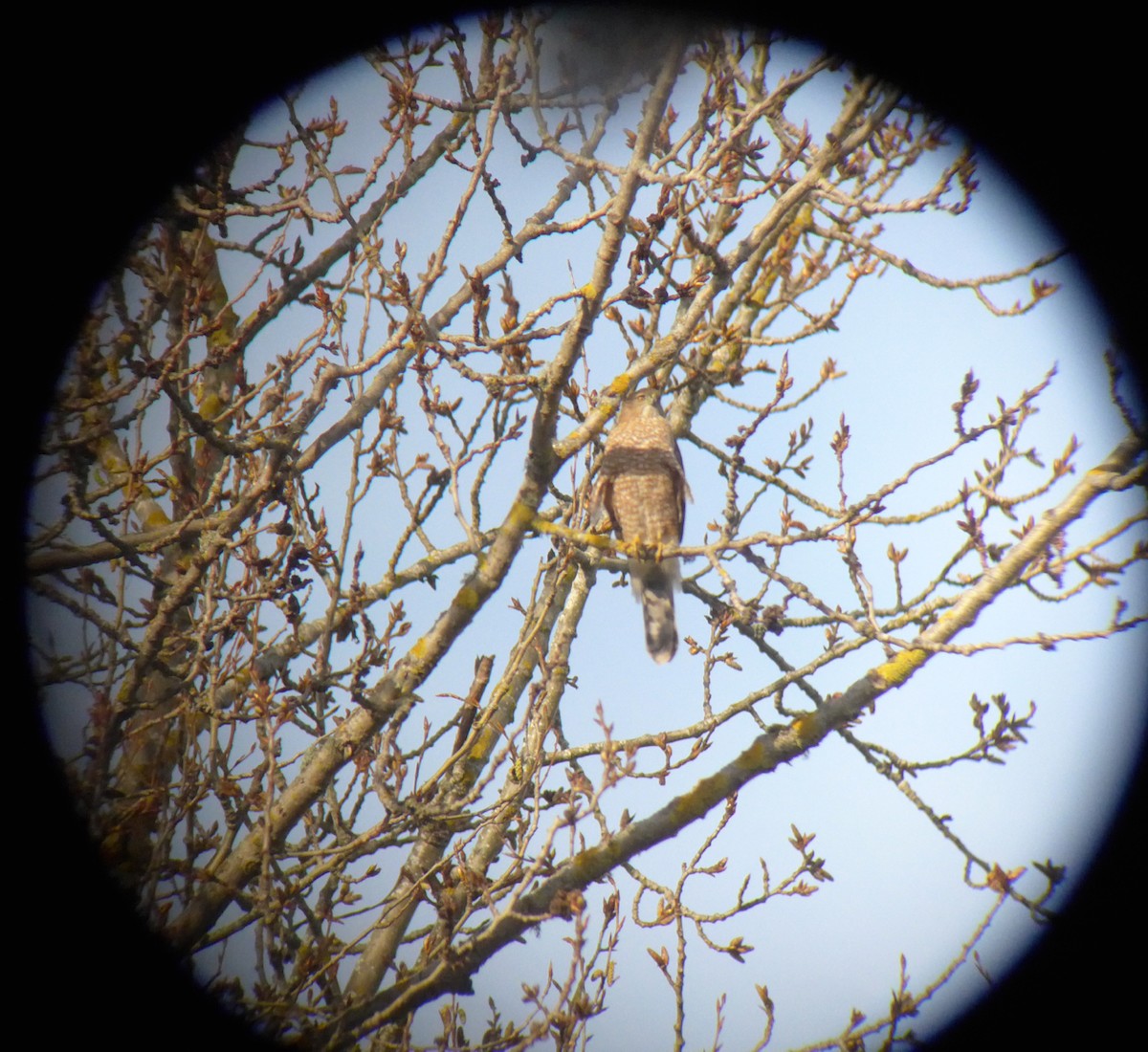 Cooper's Hawk - ML25136771