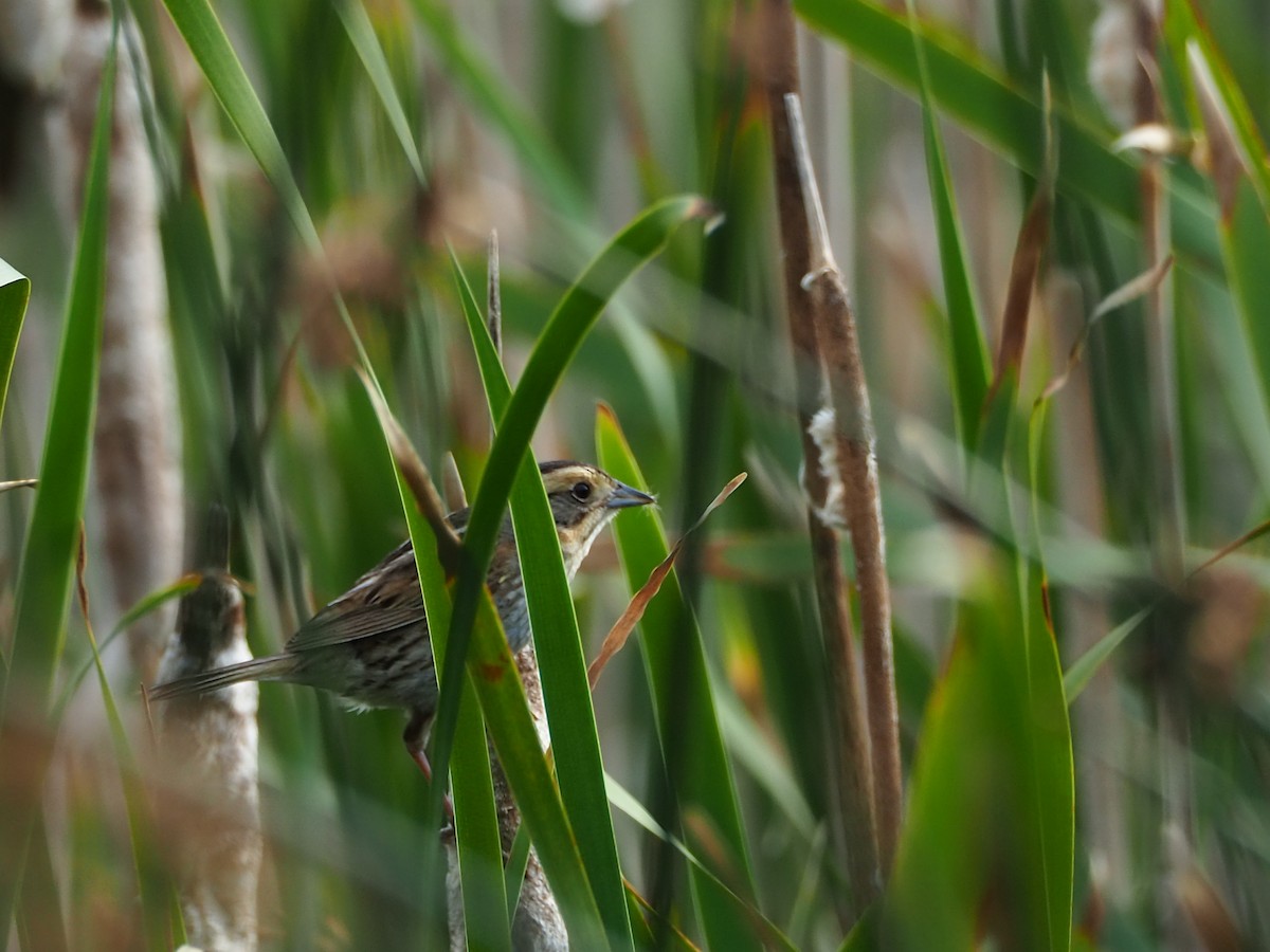 Nelson's Sparrow (Interior) - ML251369911