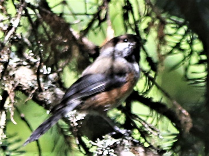 Boreal Chickadee - ML251370091