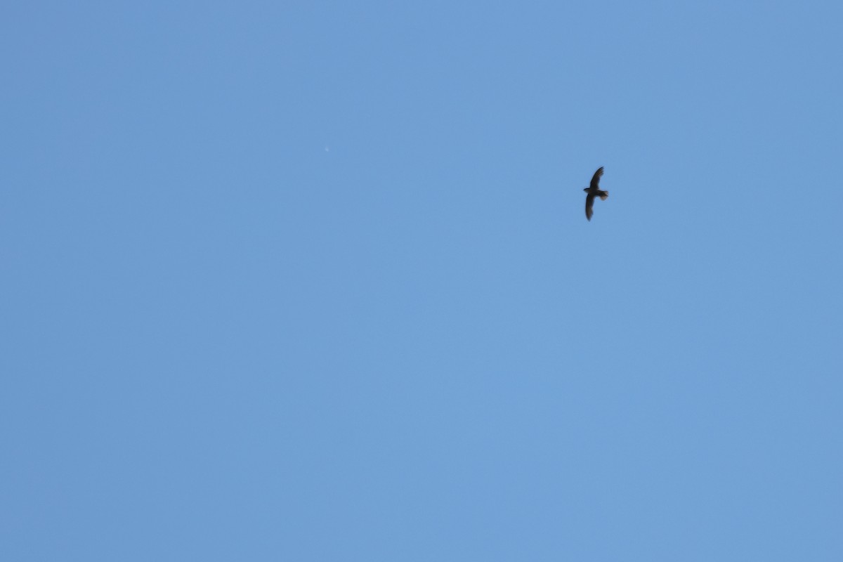 Голкохвіст східний - ML251370211