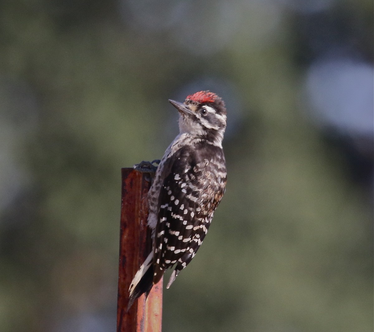 Nuttall's Woodpecker - Pair of Wing-Nuts