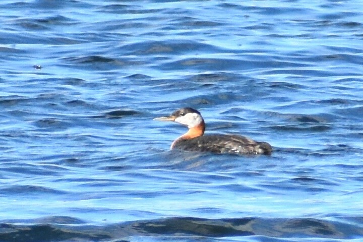 Red-necked Grebe - ML251372211