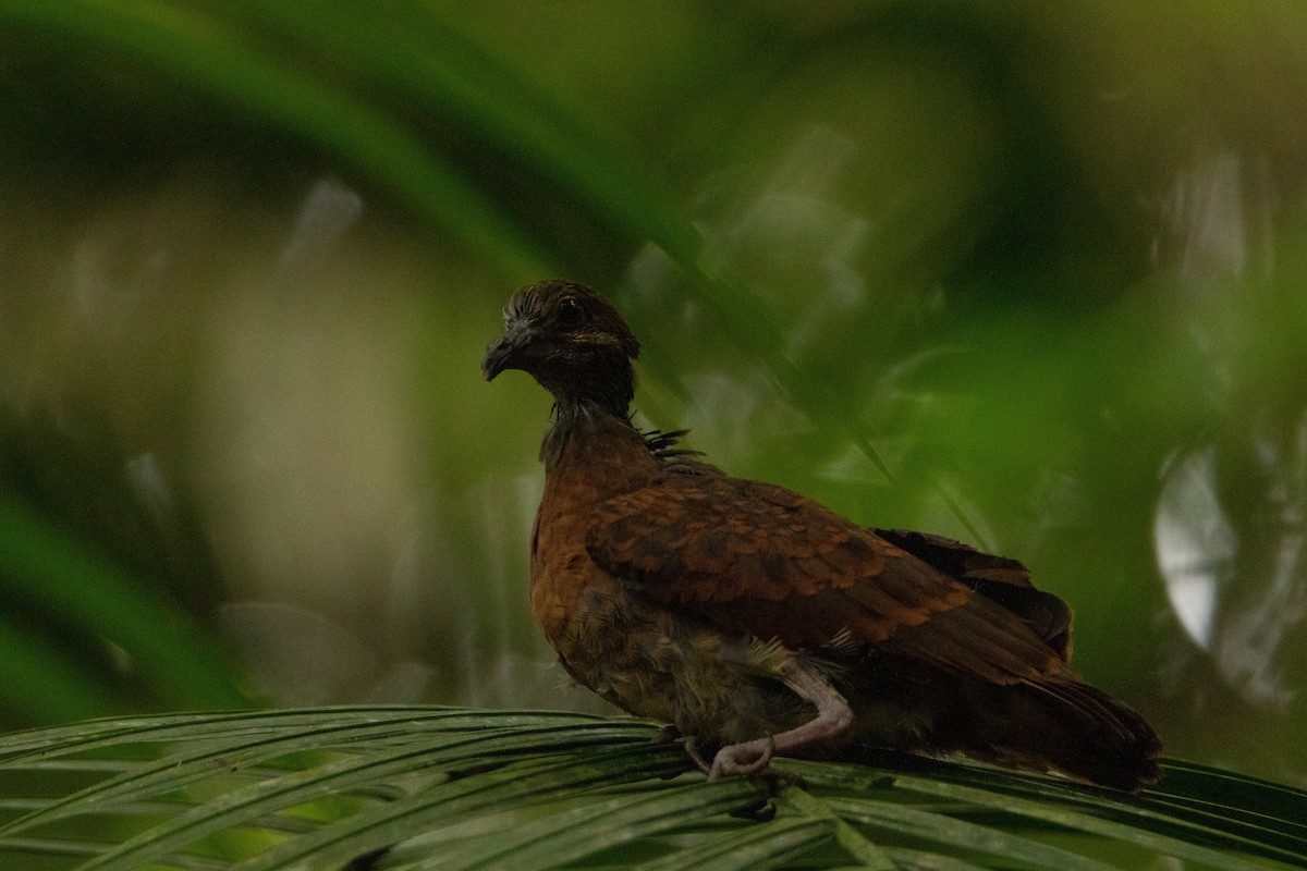 Ruddy Quail-Dove - ML251372951