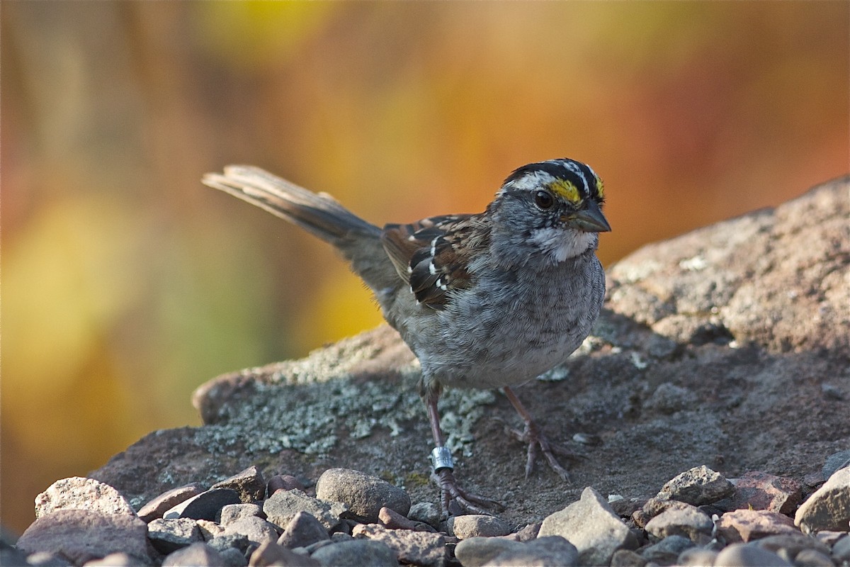 White-throated Sparrow - ML251373181