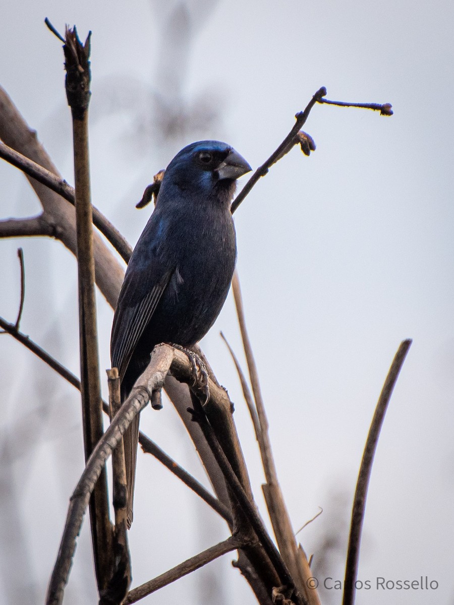 Ultramarine Grosbeak - ML251374041