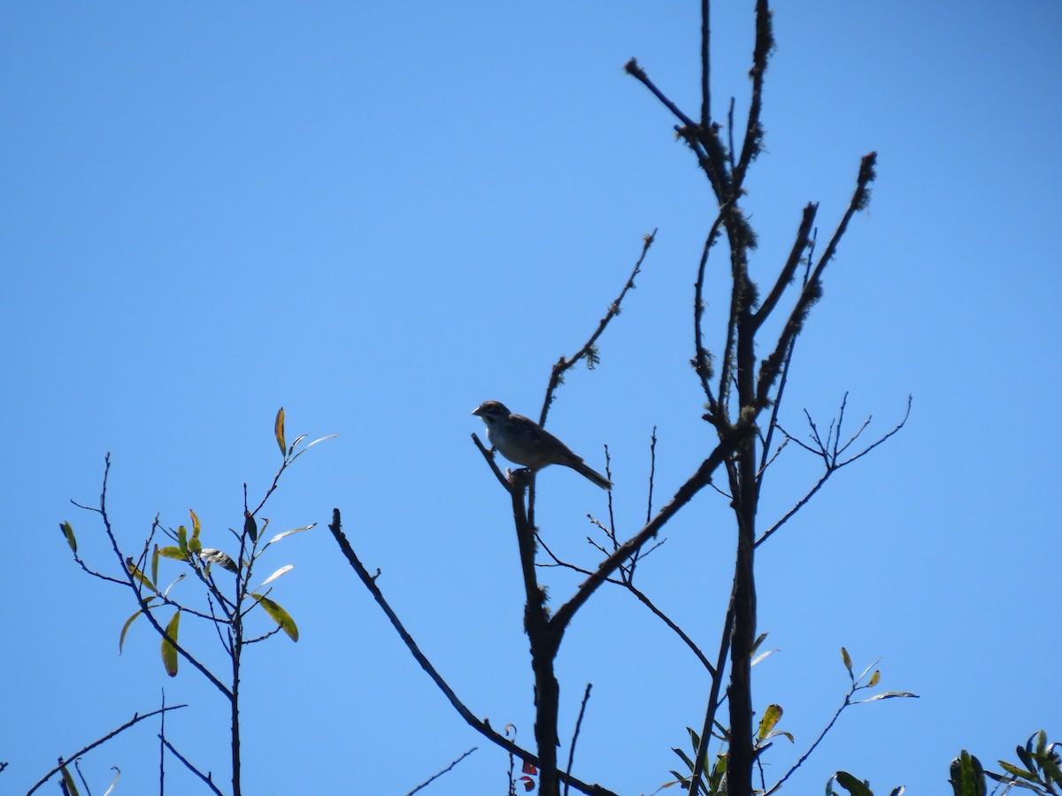 Lark Sparrow - ML251374681