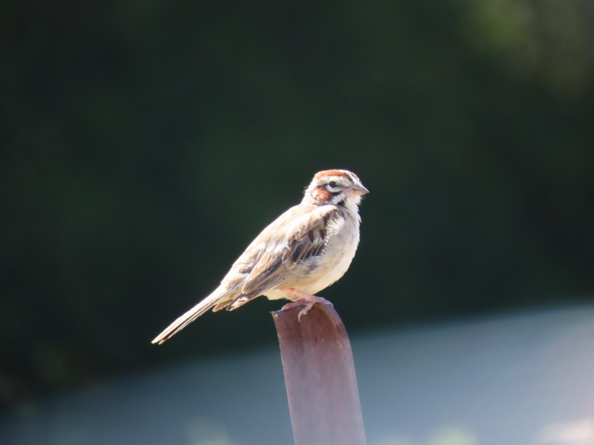 Lark Sparrow - ML251375171