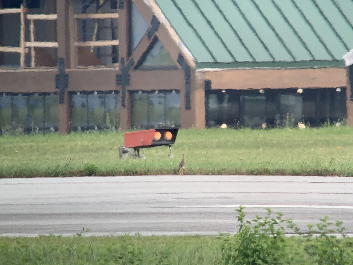 Upland Sandpiper - ML251375181