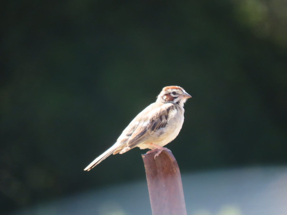 Lark Sparrow - ML251375231