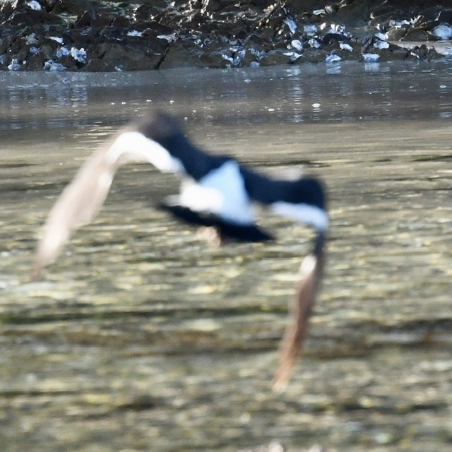 South Island Oystercatcher - ML251376241