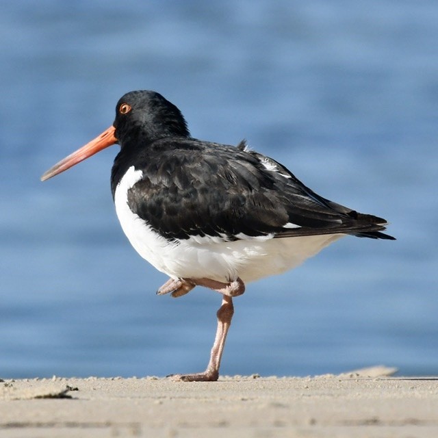 South Island Oystercatcher - ML251376251