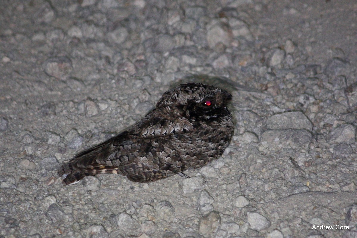 Common Poorwill - ML25137741