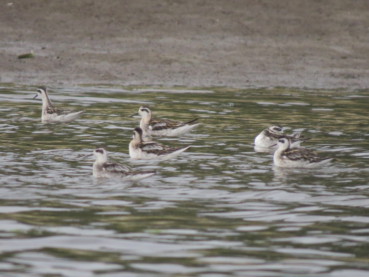 Нарийн сэлээхэй - ML25138091