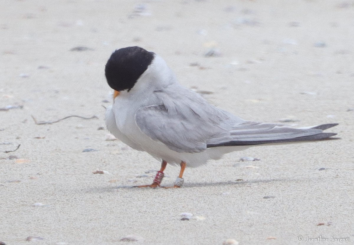 Least Tern - Jonathan Vargas