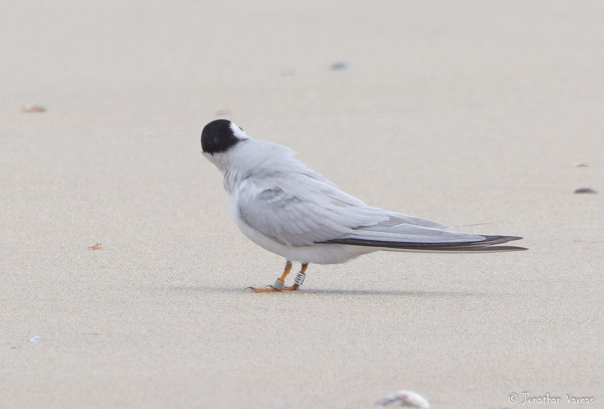 Least Tern - Jonathan Vargas