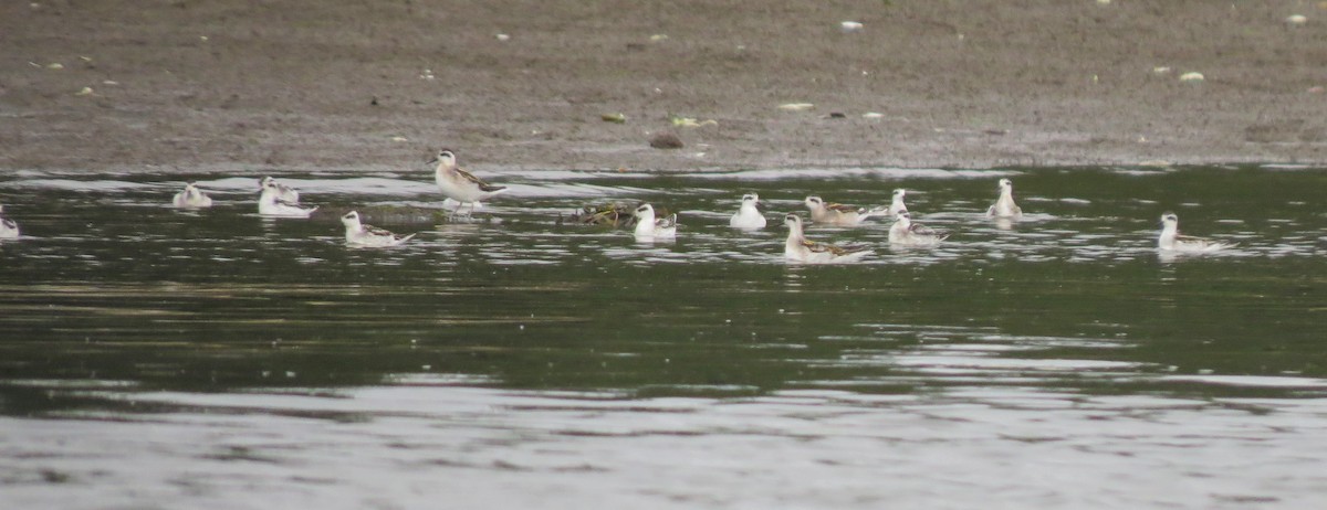 Нарийн сэлээхэй - ML25138111