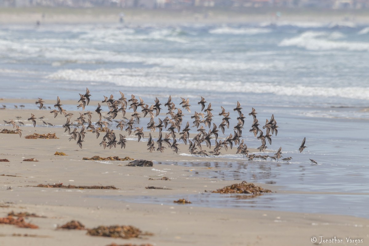 Western Sandpiper - Jonathan Vargas