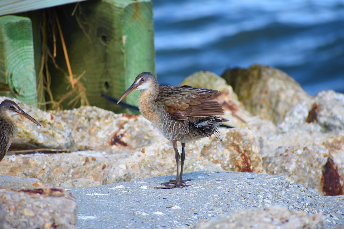 Clapper Rail - ML251381741