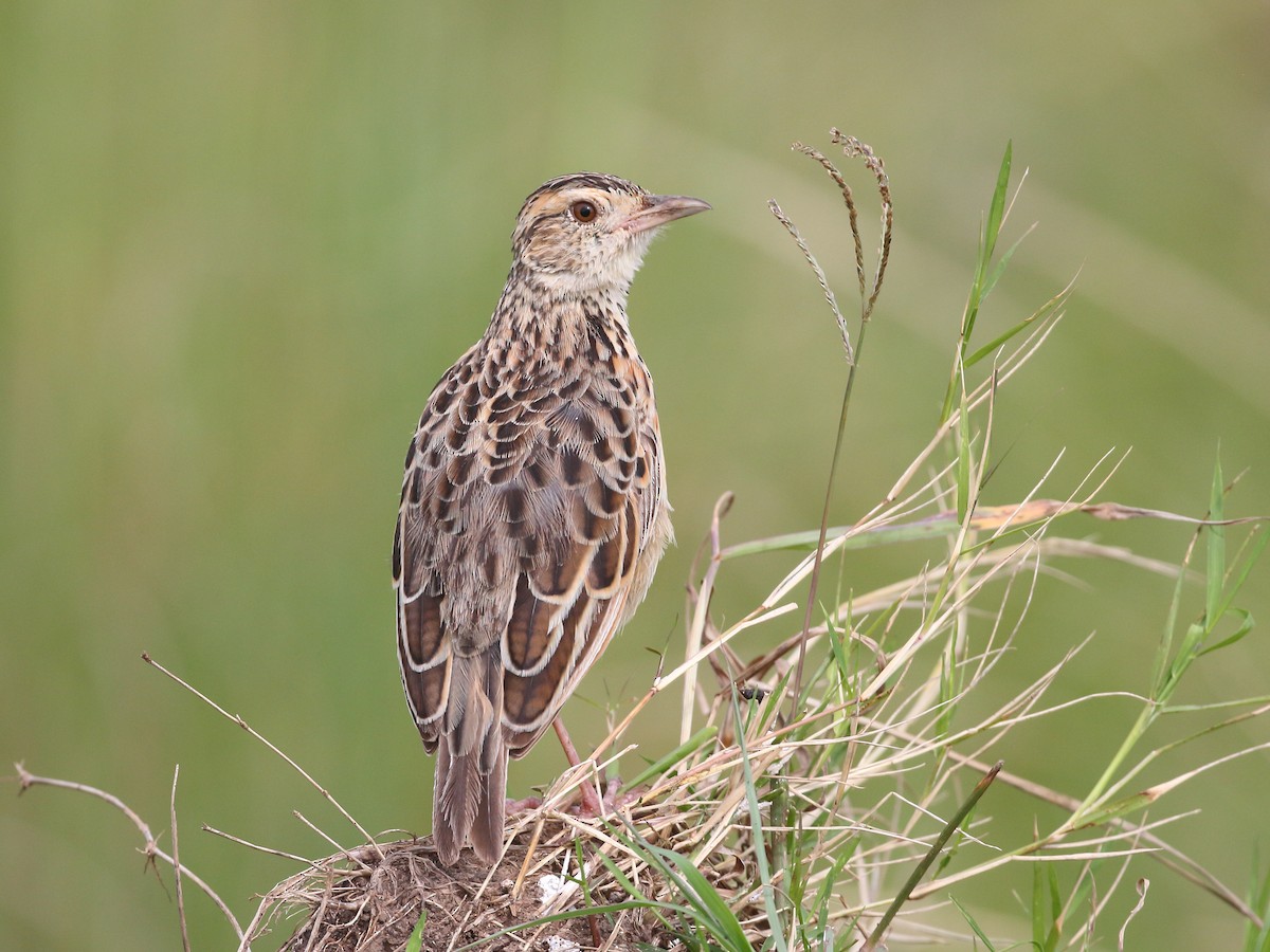 Rufous-naped Lark - ML251382951