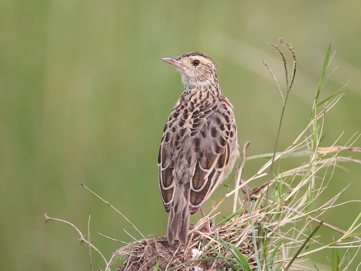 Rufous-naped Lark - ML251382971