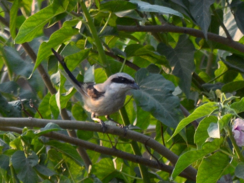 Long-tailed Shrike - ML251384391