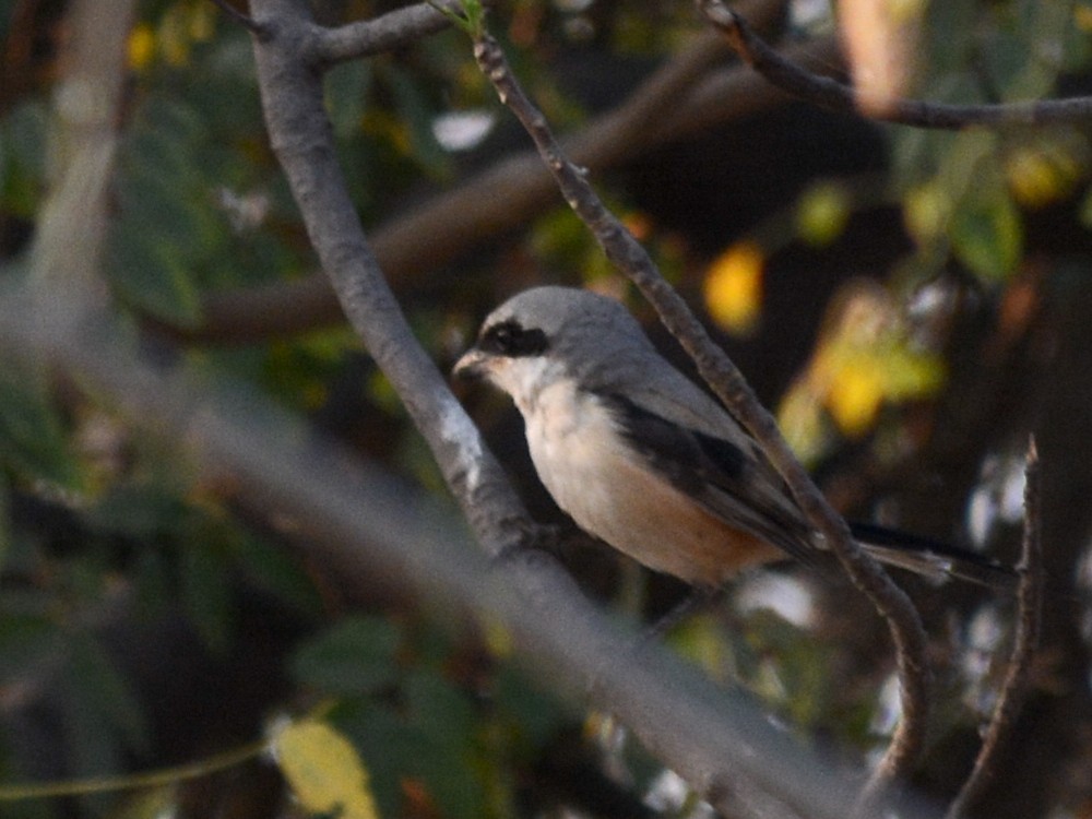 Long-tailed Shrike - ML251384401