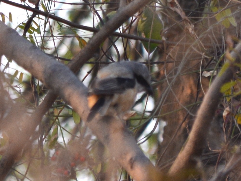 Long-tailed Shrike - ML251384411