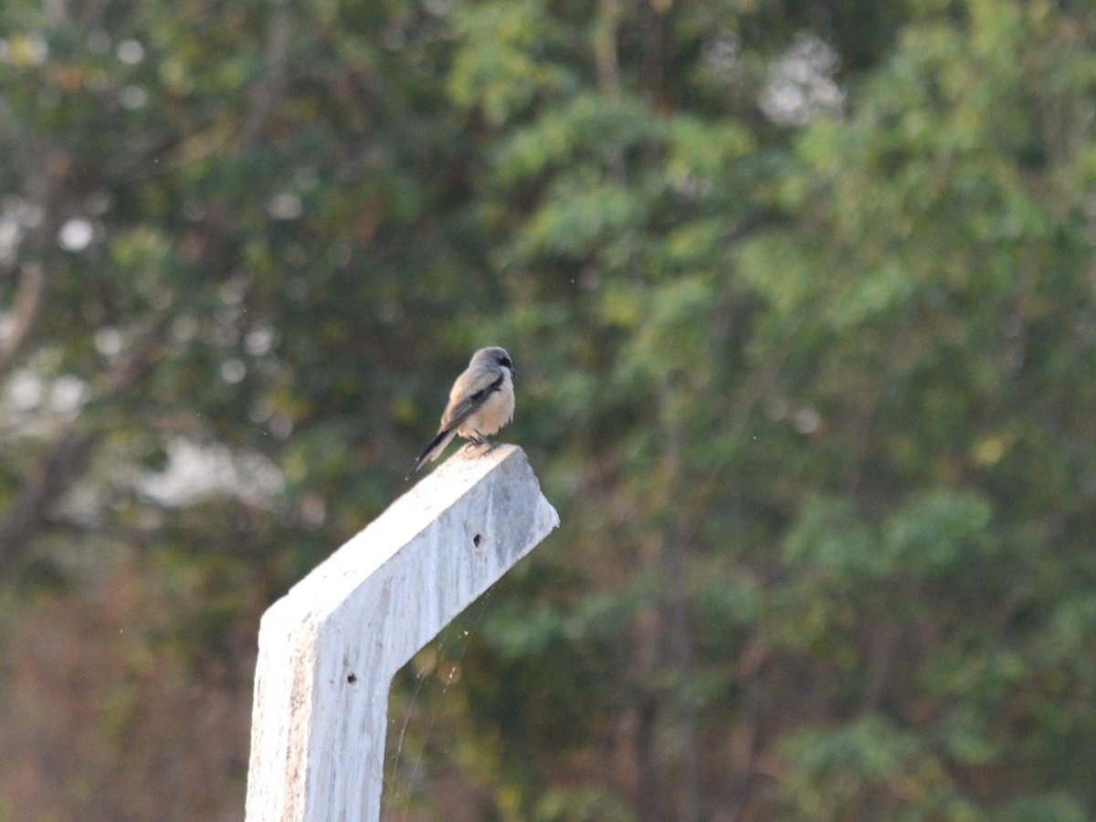 Long-tailed Shrike - ML251384421