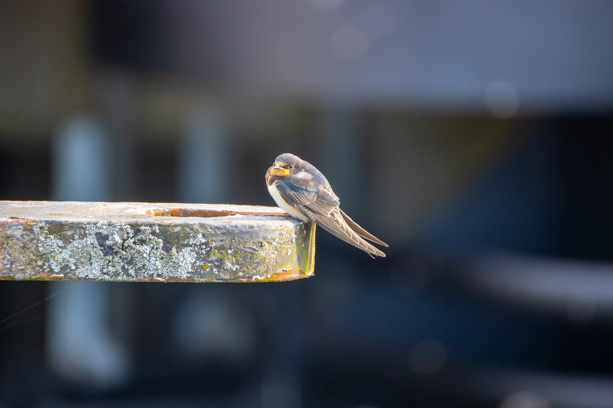 Barn Swallow - ML251384691