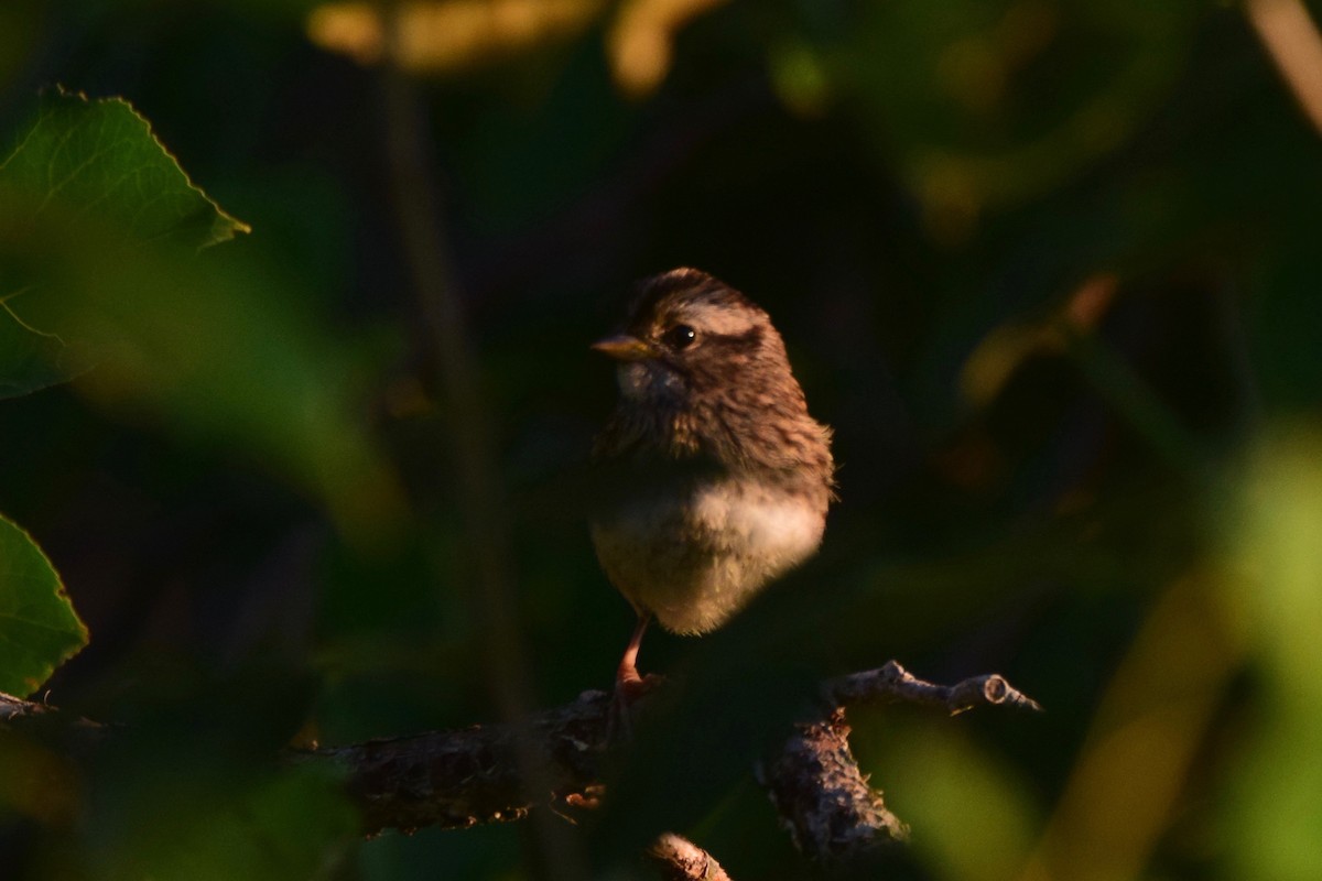 White-throated Sparrow - ML251384821